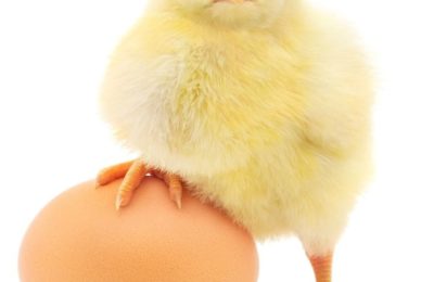 Что было первым – курица или яйцо?